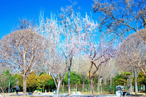 利通區：“春日經濟”激活消費潛力