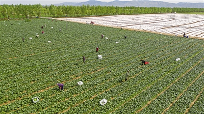 <p>　　我區(qū)是黃土高原夏秋蔬菜生產(chǎn)優(yōu)勢(shì)區(qū)域，所生產(chǎn)的寧夏菜心品牌影響力不斷擴(kuò)大，暢銷珠三角地區(qū)。　　　　　　　　　　　　　　　　　　　　　　　　　　　　　　　　　　　　　　　　　　</p><p>　　本報(bào)記者　左鳴遠(yuǎn)　攝</p>