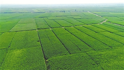 <p>　　優(yōu)質(zhì)飼草基地。</p><p>　?。ū景鎴D片均由吳忠市委宣傳部提供）</p>