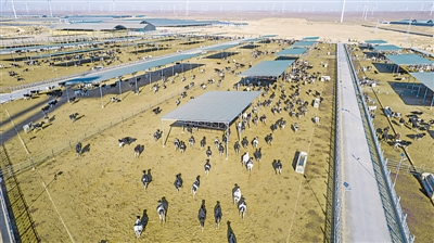<p>　　吳忠市利通區五里坡奶牛生態養殖基地從曾經的戈壁荒灘變成產業興旺、富民增收的福地。</p><p>　　本報記者　王鼎　黨碩　攝</p>