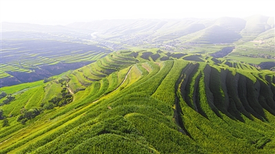 <p>　　隆德縣張程鄉(xiāng)萬畝青貯玉米種植，保障肉牛養(yǎng)殖的飼料供給。　本報記者　王鼎　黨碩　攝</p>
