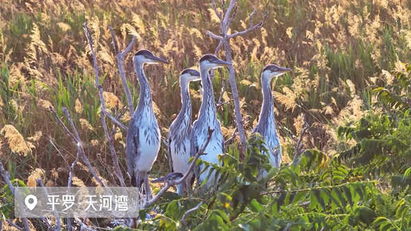 寧夏平羅天河灣：蒼鷺立枝觀碧水 濕地微漾生態(tài)美