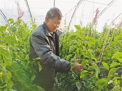<p>　　沙坡頭區鎮羅鎮鎮北村村民張興民查看辣椒長勢。</p>
