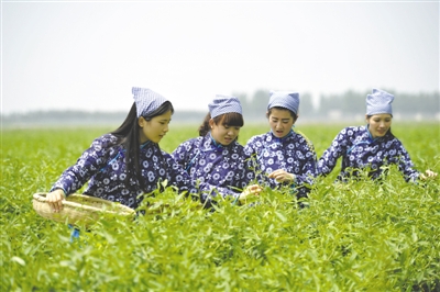 <p>　　采茶工在寧夏百瑞源賀蘭山基地采摘枸杞芽茶。該基地茶園面積300余畝，助力周邊200多名農民就業增收。</p>