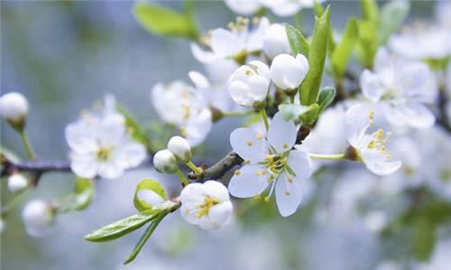 關(guān)橋梨花1.jpg