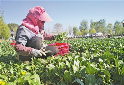 <p>　　外省來的“菜客”在姚磨村打工收菜。</p>
