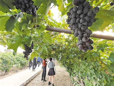 <p>　　寧夏依托賀蘭山東麓葡萄基地、葡萄酒莊集群和沿線歷史文化資源，深度開發葡萄酒觀光體驗工廠、葡萄酒莊精品民宿酒店等產品，進一步提升葡萄酒旅游吸引力。</p>