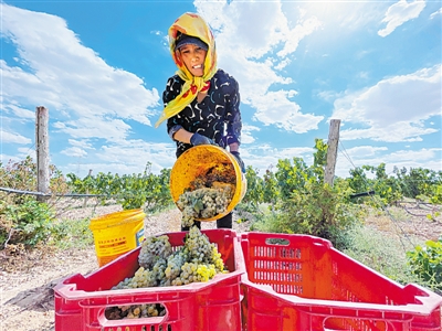 <p>　　2021年9月9日，西鴿酒莊釀酒葡萄基地，果農將一串串成熟的葡萄放進筐里。采摘是整個榨季的開始，也是葡萄酒釀造環節的第一道篩選。</p>