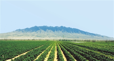 <p>　　羅山腳下葡萄園</p>