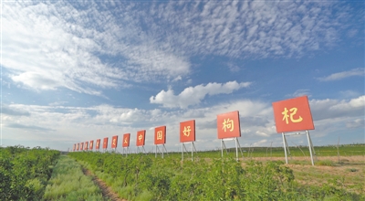 <p>　　璽贊生態枸杞莊園</p>