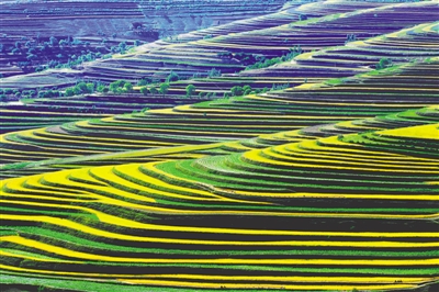 <p>　　　　青云灣梯田</p>