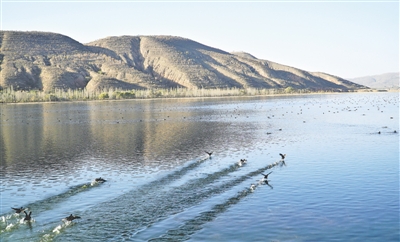 <p>　　灘涂水澤成候鳥棲息地。</p>