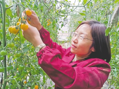 <p>　　周雪在大棚里查看小番茄的生長情況。</p>
