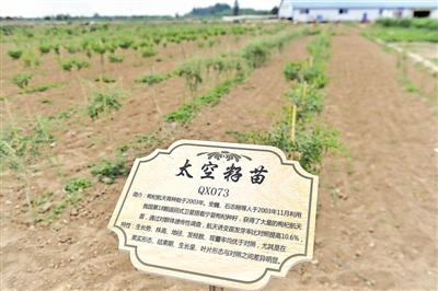 <p>　　中杞、杞鑫等3個自治區級良種采穗圃和苗木繁育基地，出圃優質種苗，保障枸杞品質。</p><p>　　本報記者　王鼎　攝</p>