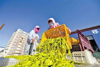 <p>　　鹽池縣萱惠王種植專業合作社統一收購黃花菜，并提供集中晾曬、加工的場所。后期經過統一處理、包裝實現產業化，為種植戶解決后顧之憂。</p>