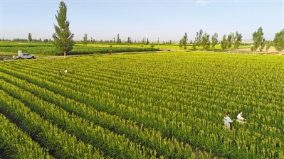 <p>　　鹽池灌區戶均集中連片耕地面積10畝左右，以沙壤土居多，且未受污染，提升了鹽池黃花菜綠色無公害水平。</p>