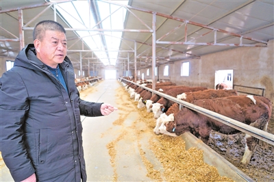 <p>　　蘭文明查看肉牛進食情況。</p>