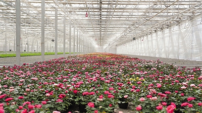 <p>　　花卉產業　。</p>