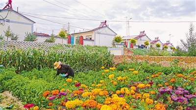 <p>　　毛春花在自家院子摘菜。（資料圖片）</p>