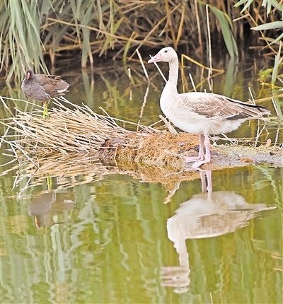     佇立在水邊的灰雁。
