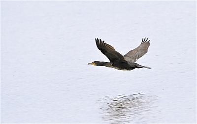     鸕鶿掠過(guò)水面。