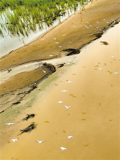     成群的水鳥(niǎo)在黃河灘涂上空飛舞。